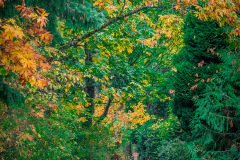 Vertical shot of a road going through beautiful colorful trees captured in day time
